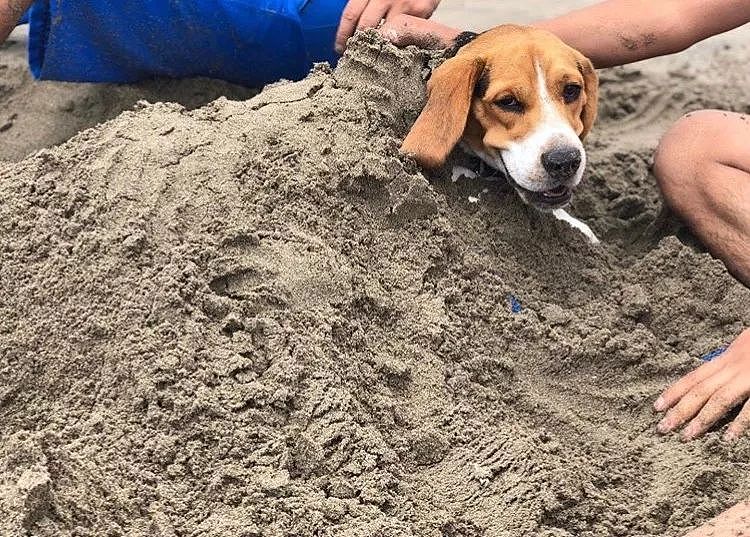狗子在沙滩花式挖沙，这波操作必须保送蓝翔！ - 7