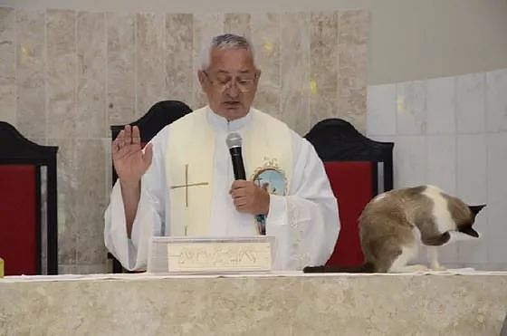 神父在主持弥撒时，一只猫闯了进来站在台上，它的举动笑屎了！ - 8