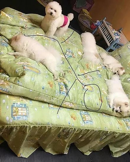 五只狗狗把床占满了，铲屎官吐槽自己没地睡，网友支招笑喷了！ - 5