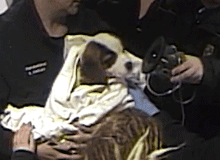 主人抱着意外窒息的狗狗冲进警察局，没想到还真救活了！ - 6