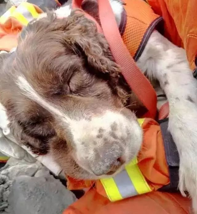 参与过汶川地震救援的最后一只搜救犬去世，“沈虎，愿你一路走好…” - 13