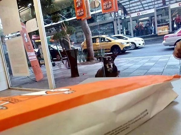 “流浪狗”在披萨店装可怜讨食，但脖子上的吊牌却写着…… - 2
