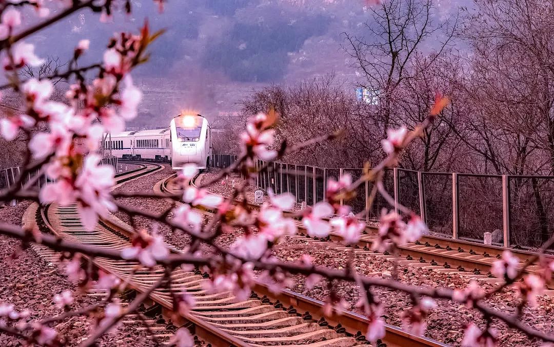何必远赴日本看樱花？北京这趟开往春天的小火车，下周发车！ - 6