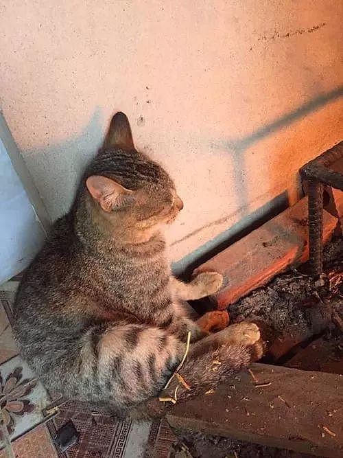 最近天气变冷，这只猫看到主人烧了堆火，于是也跟着取暖，只是... - 1