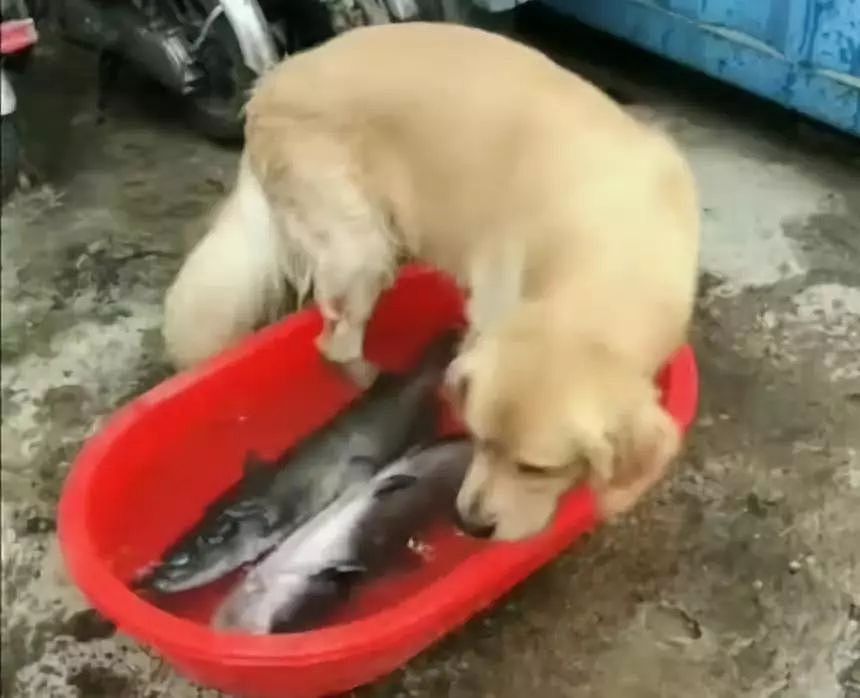 小心！伸进鱼盆里的狗腿子，可能比猫爪更危险！ - 1