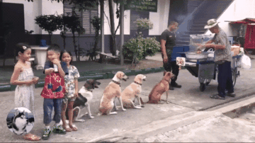 四只狗狗因排队等烤肉爆红，店老板：它们每天都来... - 2