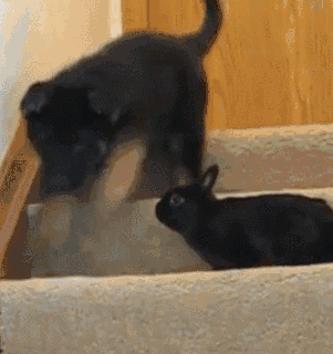 小德牧不敢下楼梯，小兔子一看这种情况，“来，跟着我” - 3