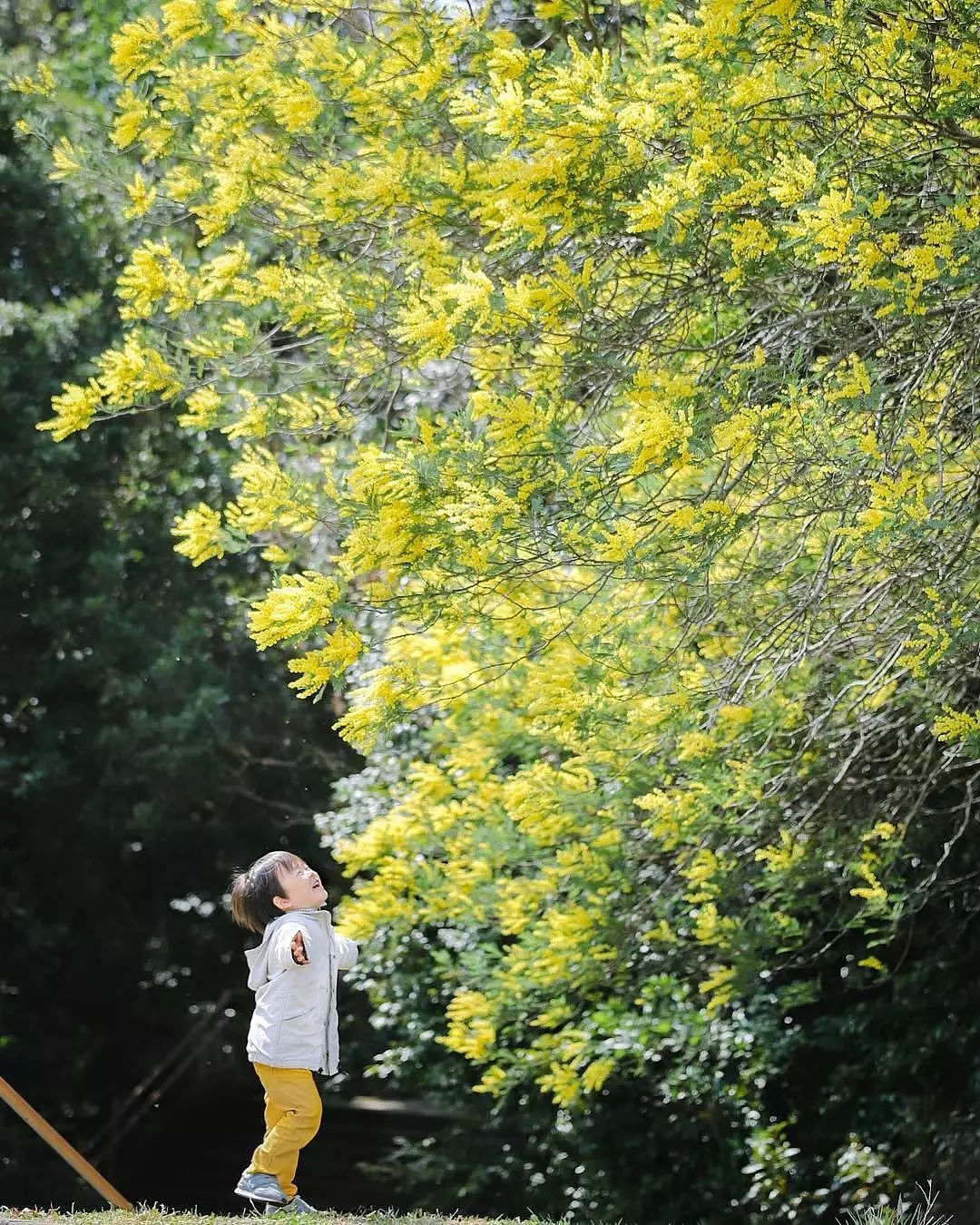 日本妈妈偷拍樱花树下的儿子，美成宫崎骏童话，治愈无数人 - 19