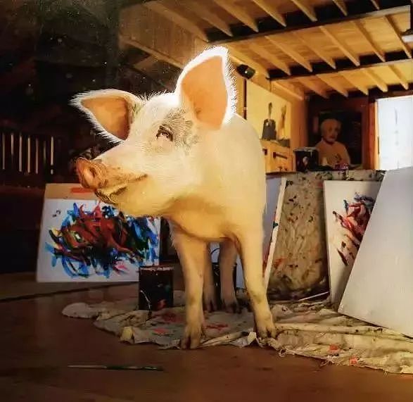 一头待宰的猪画了幅画，竟卖了23万元，被称为猪界毕加索，还全世界办展览！ - 8