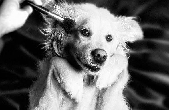摄影师给狗狗拍了一组“麦当娜”同款照片，完全一个小巨星！ - 18