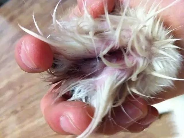 又潮又湿的夏季正是趾间炎的高发季节，一不小心就可能让狗狗终身受害 - 5