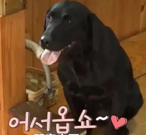 狗狗在韩国饭店服务七年，业务精湛存下不少小费 - 2