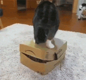 猫在纸盒里睡觉，另一只猫走过来直接压了上去，好霸道啊！ - 2