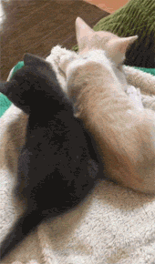 这两只小猫在一起睡觉，中途来了一只小猫硬要往中间挤，结果... - 3