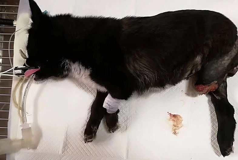 失去后腿的小狗，被送去医院的时候，一个