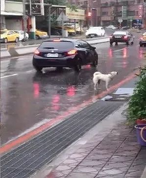 狗狗在街边淋雨狂吠，宠物店老板的举动却让人心头一暖 - 1