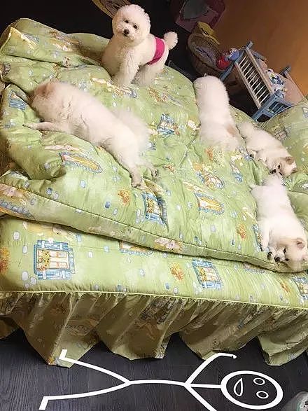五只狗狗把床占满了，铲屎官吐槽自己没地睡，网友支招笑喷了！ - 6