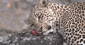 网友拍到一只豹子用一块肉当枕头，网评：吃自助时拿多了的你！ - 2