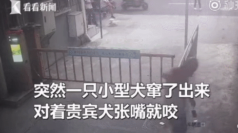 警方跨省抓狗？是的，这件事在上海发生了! - 4