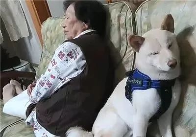 狗子为陪奶奶看电视，瞌睡的头都跌下来了，却还强撑着！ - 2
