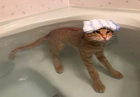 推主家的橘猫，不仅不怕洗澡，还特别热衷于泡澡，而且... - 3
