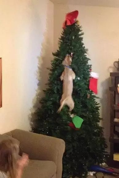 当你还在想怎样安心过圣诞的时候，人家的狗已经在装饰圣诞树了！ - 8