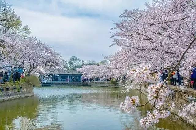 何必远赴日本，中国这8个超浪漫赏樱地，最便宜6元就可出发！ - 20