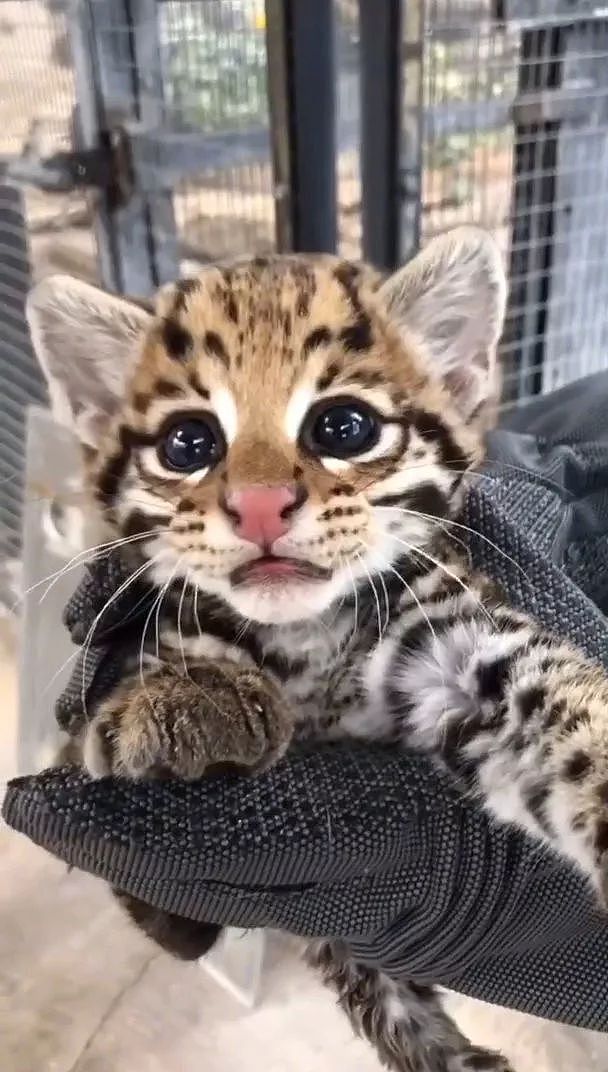 这动物园的一只美洲豹猫宝宝，这嘴张得好大，让人看了好怕怕！ - 1