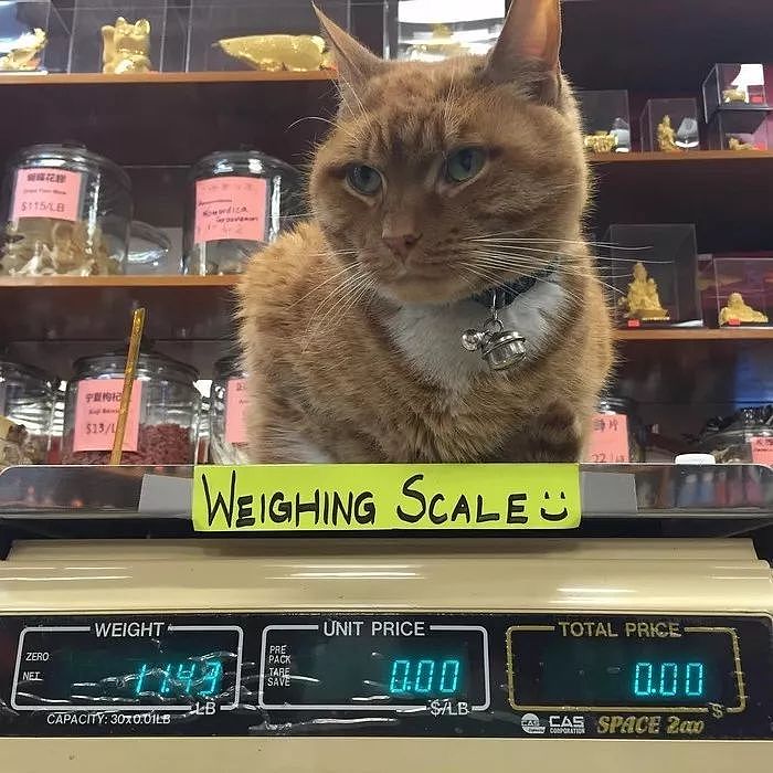 便利店捡到橘色流浪猫，它十年无休尽职看店，生意出奇好... - 14
