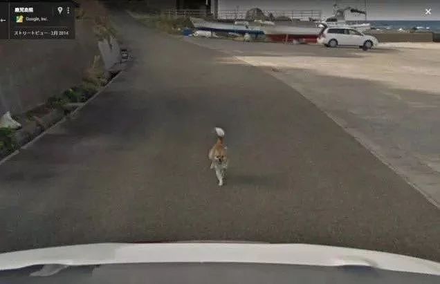 Google街景里出现了一只“阴魂不散”的狗砸...画风很魔幻！ - 3
