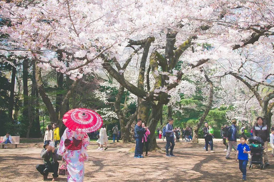 日本樱花季最强攻略，美景美食一览，再不看就没机会啦！ - 6