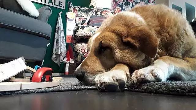 逛宜家时，看到有流浪狗睡在地毯上，而店员的说法真的超暖！ - 5