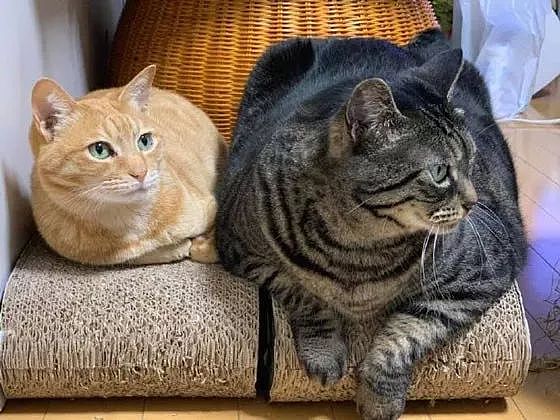 推主家的两只猫同时出镜，眼尖的网友发现，橘猫居然比狸花小那么多！ - 1