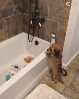 狗子洗完澡后报复主人：爱洗是吧？我让你洗个够！ - 3