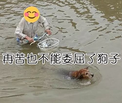 老爷爷在齐腰深水里骑车遛狗...原因竟是为了不让狗子失望！ - 3
