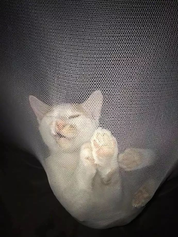 猫在蚊帐上睡觉，结果主人全程拍了下来，被最后这一张笑到了！ - 6