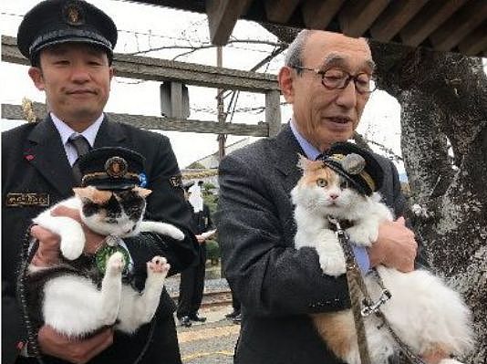 日本超人气猫站长升职啦，在它的升职演讲上，它一开口就让人... - 1