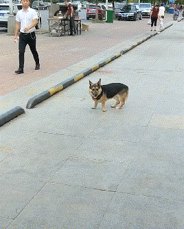偶遇了一只串串狗，网友笑喷了：它的名字肯定叫“肯德基“！ - 1
