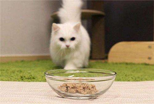 换猫粮竟还有这么多的学问！小猫呕吐拉稀居然是因为猫粮换急了