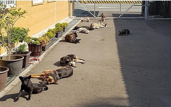 10只狗狗占领阳光区睡翻，狗狗“大傻”24KG却总被吉娃娃欺负