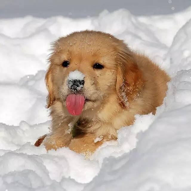 小金金第一次看到雪，开口大吃特吃浑然忘我的模样超可爱