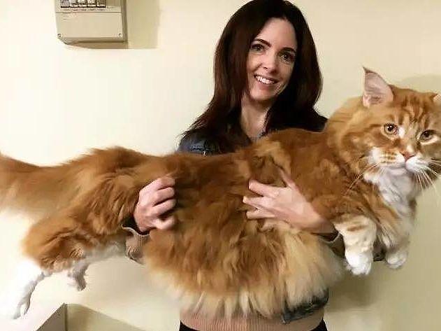 打破前吉尼斯世界记录猫身长1.18米，这只猫现成为世界上最长的猫