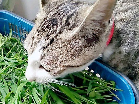 网友上山给豚鼠采的草，竟然被猫吃了，喵：这草有股鱼香味