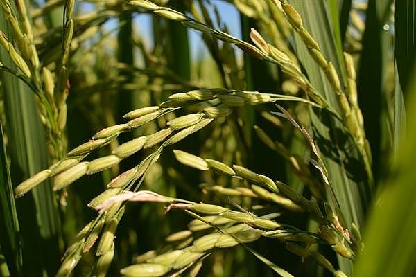 中国超级转基因水稻成功进入美国：国内不让种
