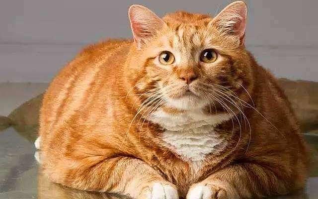 打破前吉尼斯世界记录猫身长1.18米，这只猫现成为世界上最长的猫