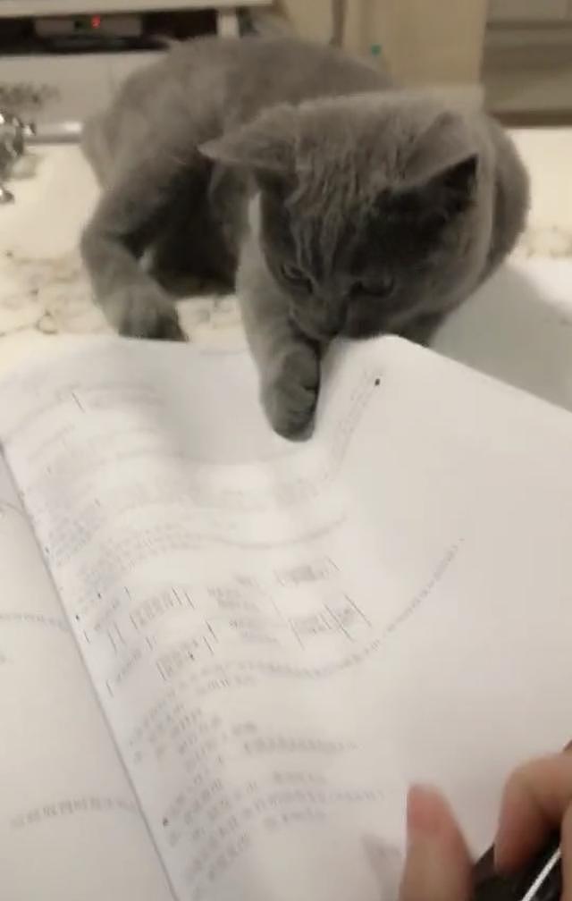 铲屎官：老师，说出来你可能不信，我家猫不让我写作业