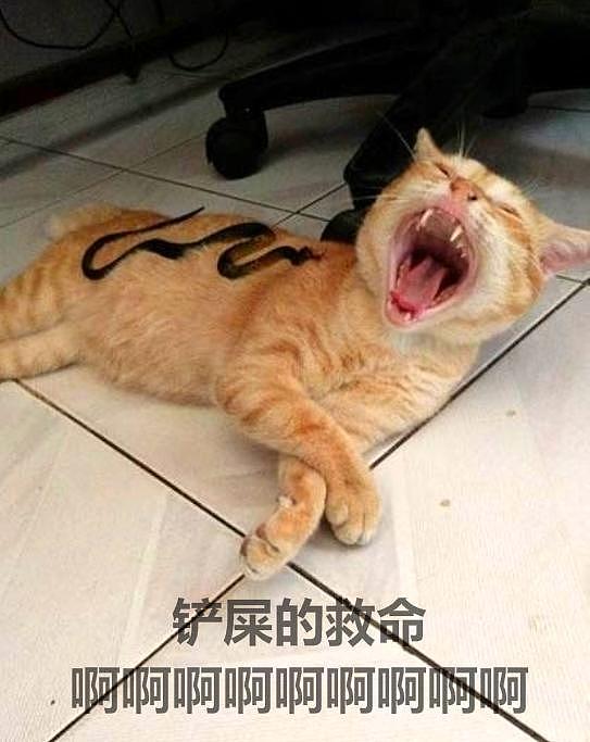 逗逼主人趁猫咪睡熟，将假蛇放它身上，结果被猫咪的反应笑哭