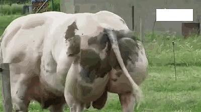 牛界中的”巨石强森“，这块头是多少健美的人士的梦想啊！