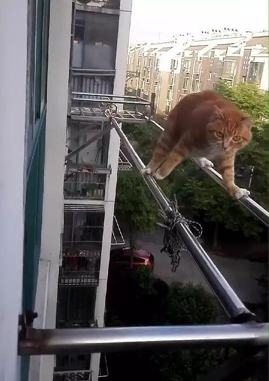心惊，猫咪窗外上演高难度体操绝技，猫：看什么看，还不快来接驾