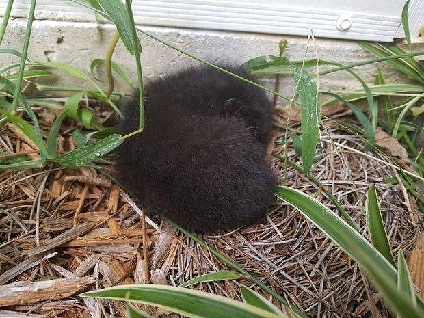 花园里传来微弱呼救声以为是鸟叫，仔细寻找后发现一坨黑色小毛球